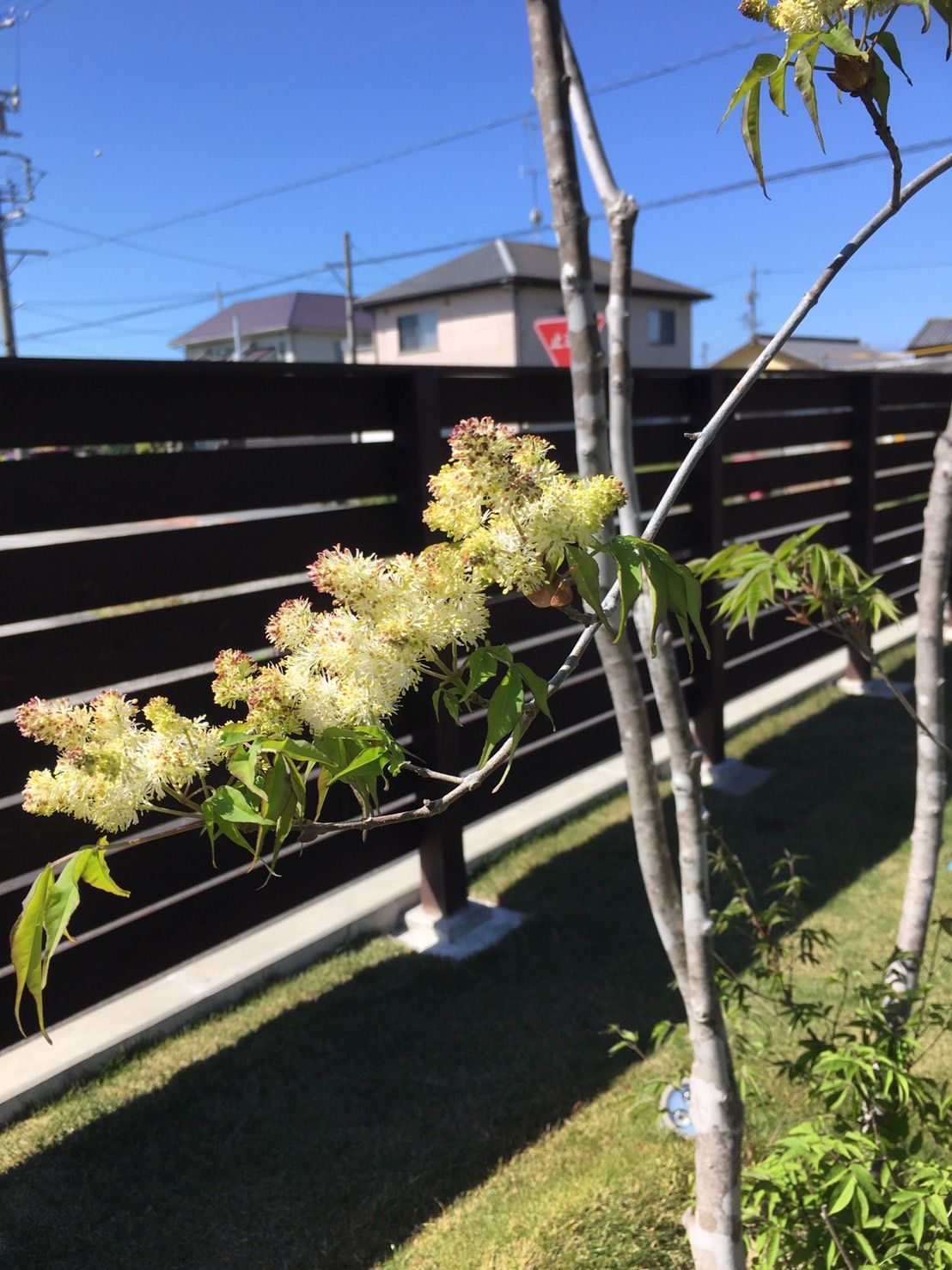 アオダモに花が咲いた 磐田のガンバル不動産 ゼロはじブログ 土地探し 家づくりの悩み 空き家問題をズバッと解決 する磐田 袋井 掛川のガンバル不動産